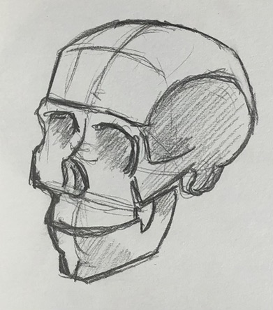 Anatomie d'un crâne
